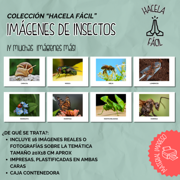 Pack de Imágenes INSECTOS - Material Impreso